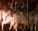 Sleuths seize container truck transporting cattle to Kasargod